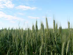 Progressive agriculture