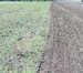 Disc harrow BGR-6,7 «Solokha»